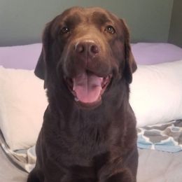 Maggie - Labrador Retriever