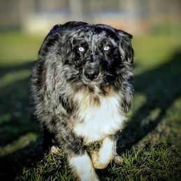 Ryder - Australian Shepherd