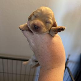 Girl 2 - Cream female Dachshund puppy in Stamford, Texas from West Texas Miniature Dachshunds