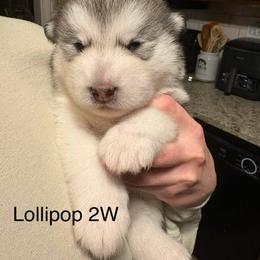 Lollipop - Gray and white female Alaskan Malamute puppy in Indianapolis, Indiana from Kasaan Alaskan Malamutes