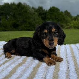 Cooper - Black and tan male Dachshund puppy in Defuniak Springs, Florida from Anastasia Knight's Cocker Spaniels