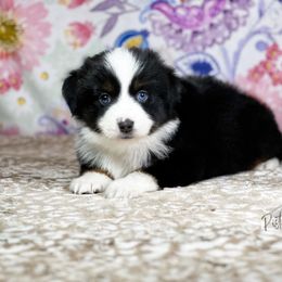 Miniature Australian Shepherd and Toy Australian Shepherd Puppies from Pistol Paws Aussies