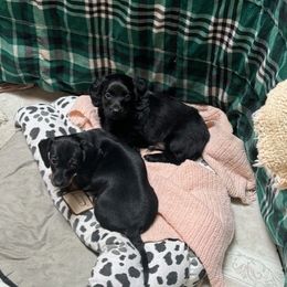 Dachshund puppies from Doxie Acres