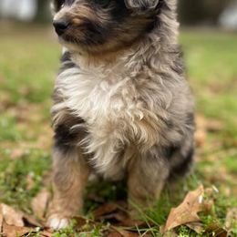 Australian Shepherd Puppies from DC Aussies