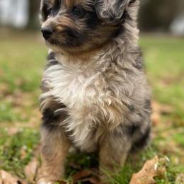 Australian Shepherd Puppies from DC Aussies