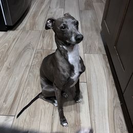 Cozmo - Italian Greyhound