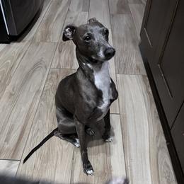 Cozmo - Italian Greyhound