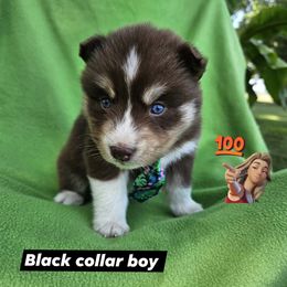 Boy 3 - Red and white male Siberian Husky puppy in Terre Haute, Indiana from April's Huskies