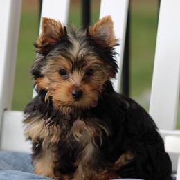 DALLAS - Black and tan male Yorkshire Terrier puppy in Hughesville, Missouri from Puppykiss4u