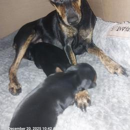 Brindle B3 - Black and tan male Miniature Pinscher puppy in Bible Grove, Illinois from Mad MinPin House of Illinois