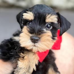 Lancelot Gorgeous Blk and Red (green)READY Aug 4 th SUPER COAT ESA lines - Black male Miniature Schnauzer puppy in Temple, Texas from Schnauzers Of Taylor