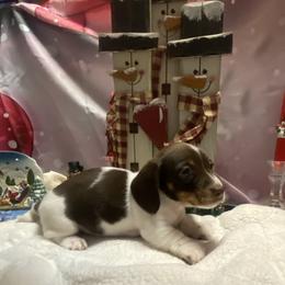 MILO - Piebald male Dachshund puppy in Elizabethtown, Kentucky from Teeny Tiny Puppy Tails