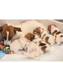 Golden Retriever and Jack Russell Terrier Puppies from Shelby Burleson's Golden Retrievers and Jack Russell Terriers