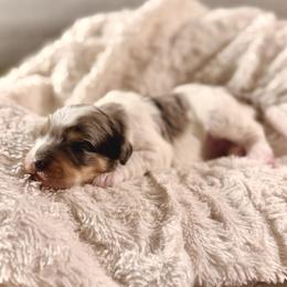 Boy 4 - Merle male Bernedoodle puppy in Salt Lake County, Utah from Coco Avenue Pups