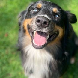 Zeus - Australian Shepherd