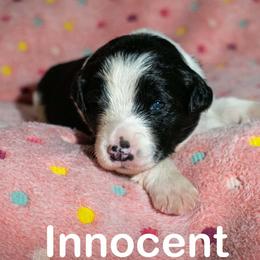 Innocent - female Sporty Mix puppy in Richland, Michigan from Seay's Sporty Mixes