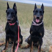 Beaucerons from Soleil et Lune Beaucerons