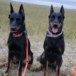 Beaucerons from Soleil et Lune Beaucerons