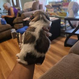 Shih Tzu Puppies from ROYAL SHIHTZUS