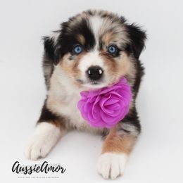 Girl 3 - Black & white female Miniature Australian Shepherd puppy in Pinehurst, Texas from Aussie Amor
