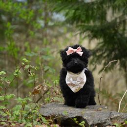 Cavapoo, Cockapoo, and Poodle Puppies from Heavenly Puppies to Love