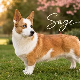 Sage - American Corgi