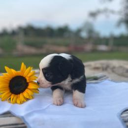 River - Black tri male Miniature Australian Shepherd puppy in Louisville, Mississippi from Magnolia Spring Aussies