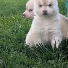 Dice - Red and white male Siberian Husky puppy in Wisconsin from Liberty Siberians