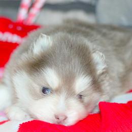 Mistletoe-plush Lavendar - Lavender male Pomsky puppy in Bremen, Indiana from AMS Pomeranians and Pomskies in Indiana