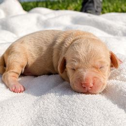 G-1 - Cream female Dachshund puppy in Jacksonville, Florida from Rebecca Edwards