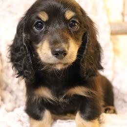 Luna - Black and tan female Dachshund puppy in Nolensville, Tennessee from Boothe’s Dachshunds