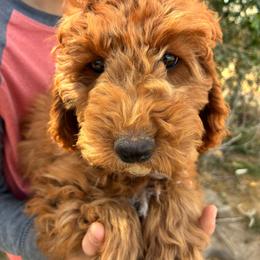 Pooh - Red and white male Cockapoo puppy in Adrian, Oregon from ApplebyFarm