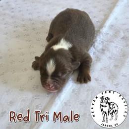 Mel - Red tri male Miniature Australian Shepherd puppy in Jaroso, Colorado from Heaven Sent Aussies