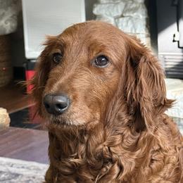 Saffron - Goldendoodle