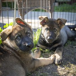 German Shepherd Puppies from Agrestal German Shepherds