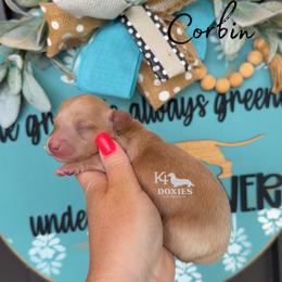 Corbin - Cream male Dachshund puppy in Tulsa, Oklahoma from K4 Doxies