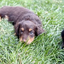 Dachshund Puppies from Gem State Mini Dachshunds