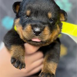 4th pick Male - Black and mahogany male Rottweiler puppy in Fredericktown, Missouri from Obsessions Rottweiler
