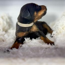 Grey - Black and rust female Doberman Pinscher puppy in Medina, Tennessee from Valorosa Doberman Kennel