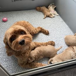 Valentina - Golden female Cockapoo puppy in Roseville, California from Darby Park Doodles