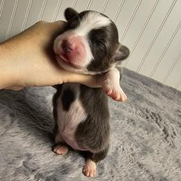 Dilute Girl - Gray and white female American Corgi puppy in Winston, Oregon from There and Back Again Corgis