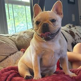 Cinderellie - French Bulldog