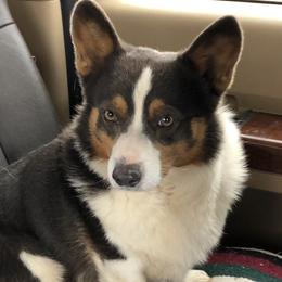 Mick - Pembroke Welsh Corgi