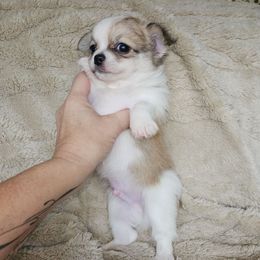 Church - Sable spotted white Chihuahua puppy in Ligonier, Indiana from Country Charm Chihuahuas