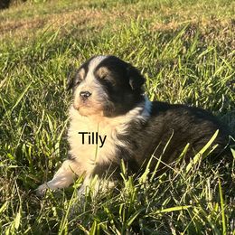 Tilly - Black tri-color female Australian Shepherd puppy in Sheridan, Arkansas from Runnin’ Wild Ranch Aussies