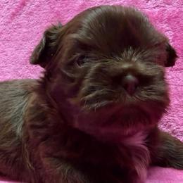 Girl 3 - Chocolate female Shih Tzu puppy in Milford, Delaware from Spunky Shih-Tzus Delaware (Spunky Shih-Tzus)