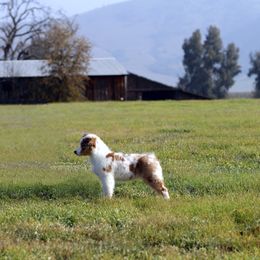 Australian Shepherd Puppies from Sweet Magnolia Aussies
