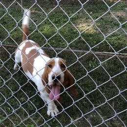 Otis - Basset Hound
