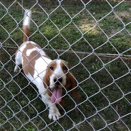 Otis - Basset Hound