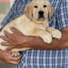 Labrador Retriever Puppies from OKE Labradors